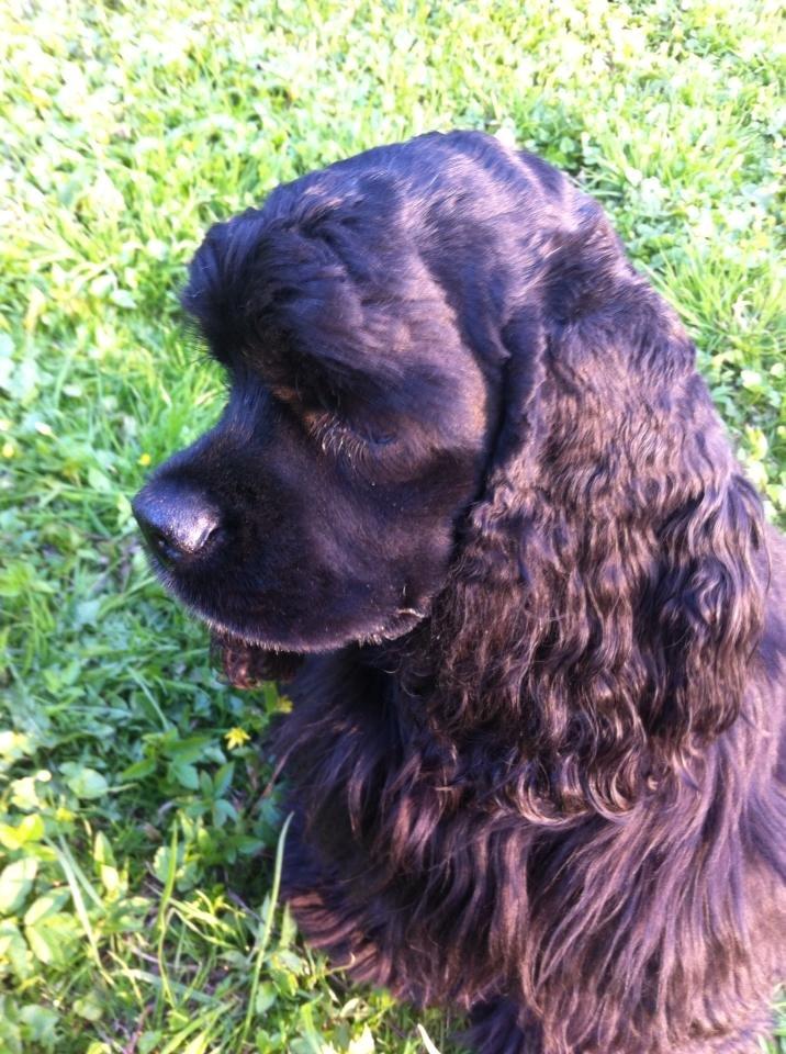 Amerikansk cocker spaniel Perle billede 6