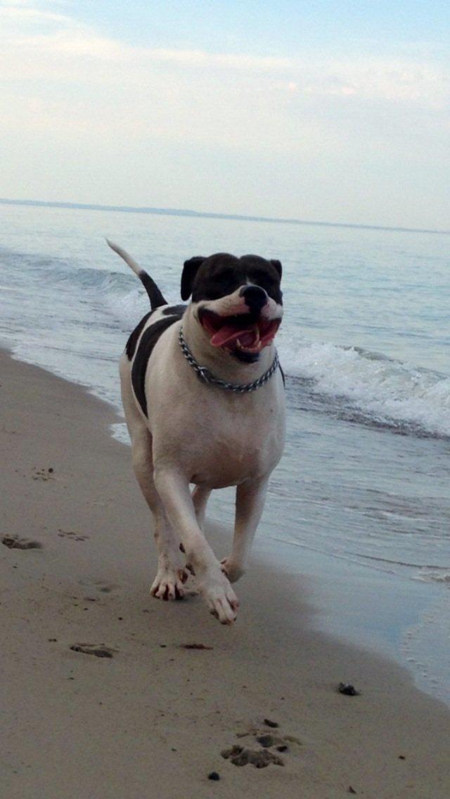 Amerikansk bulldog Cischa (Afrodite) R.I.P Savnet billede 20