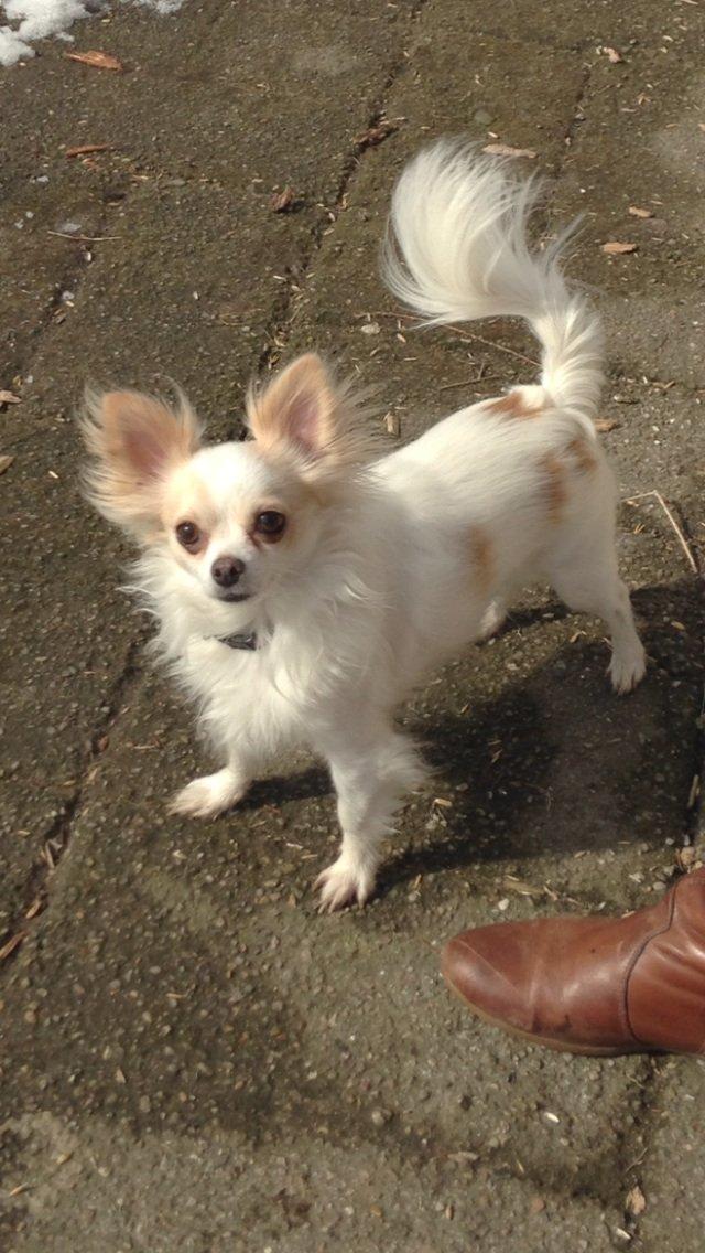 Chihuahua Bonnabell's Amor (Charlie) billede 7