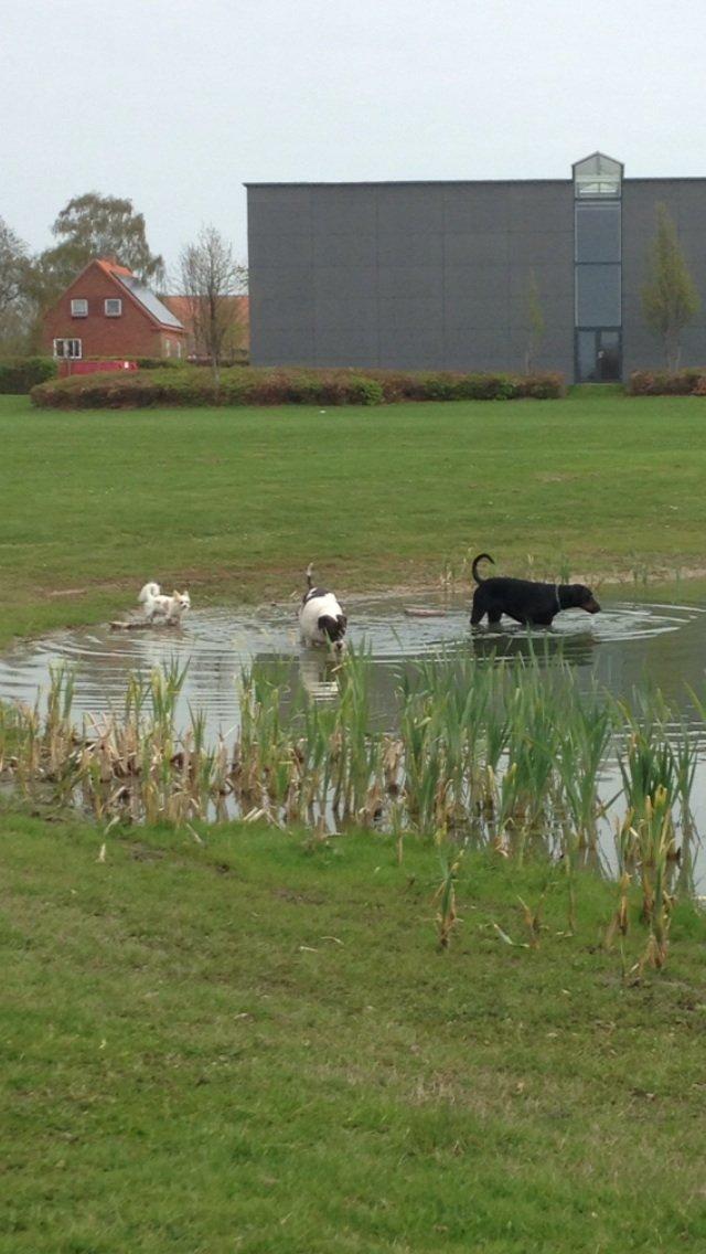 Chihuahua Bonnabell's Amor (Charlie) billede 8