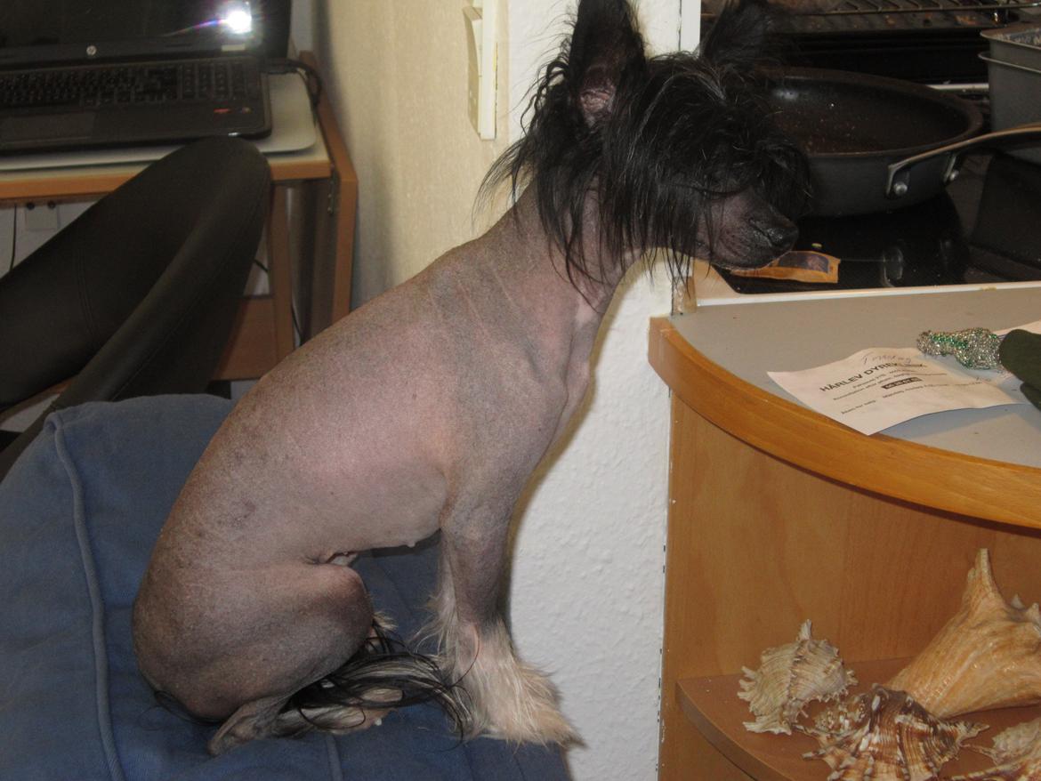 Chinese crested hårløs Belika - Belika lærte allerede på første besøg, at fra stolens ryglæn kan man både holde øje med køkkenet og hvad der sker ude på vejen. billede 2