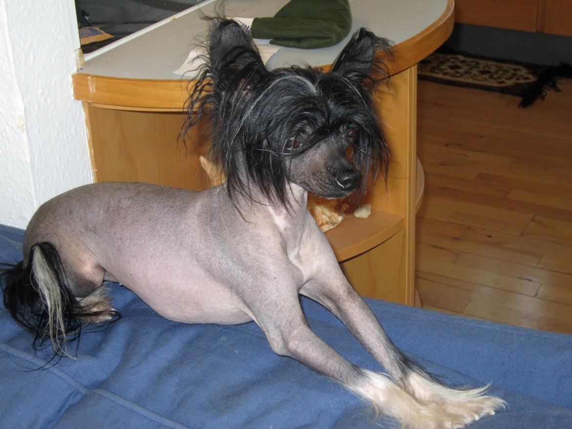 Chinese crested hårløs Belika billede 3