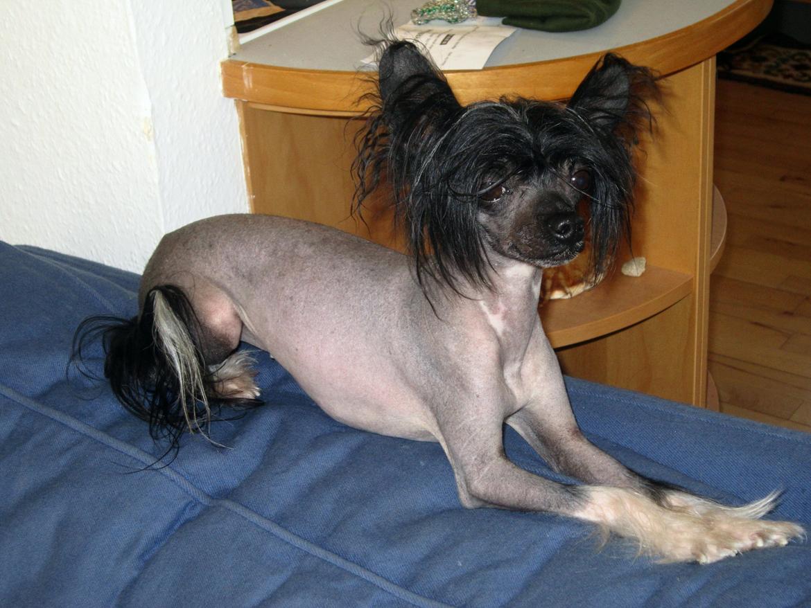 Chinese crested hårløs Belika billede 4