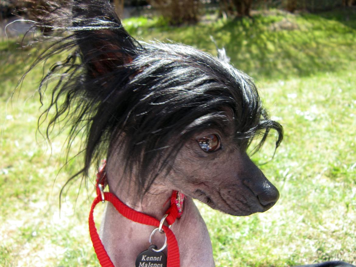 Chinese crested hårløs Belika - Det ansigt kan jeg slet ikke stå for. billede 1