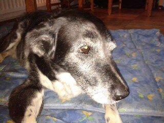 Blanding af racer Perle billede 6