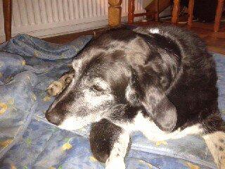 Blanding af racer Perle billede 7