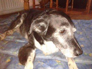 Blanding af racer Perle billede 8