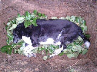 Blanding af racer Perle billede 10