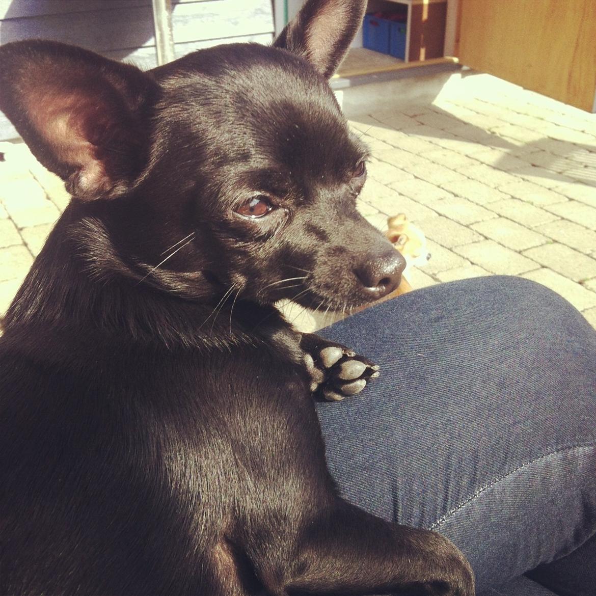 Chihuahua Gizmo billede 9