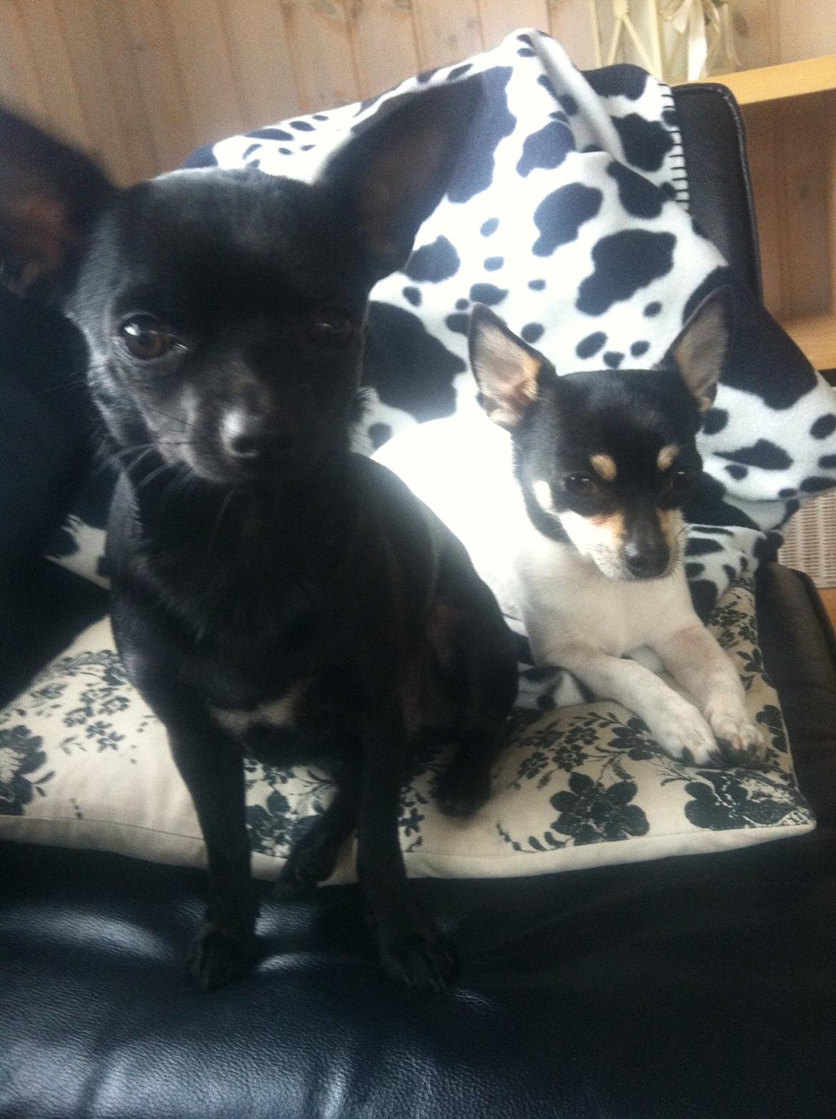 Chihuahua Gizmo billede 10