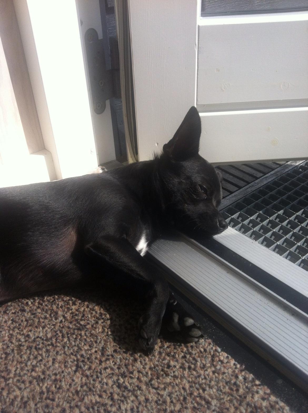 Chihuahua Gizmo billede 11