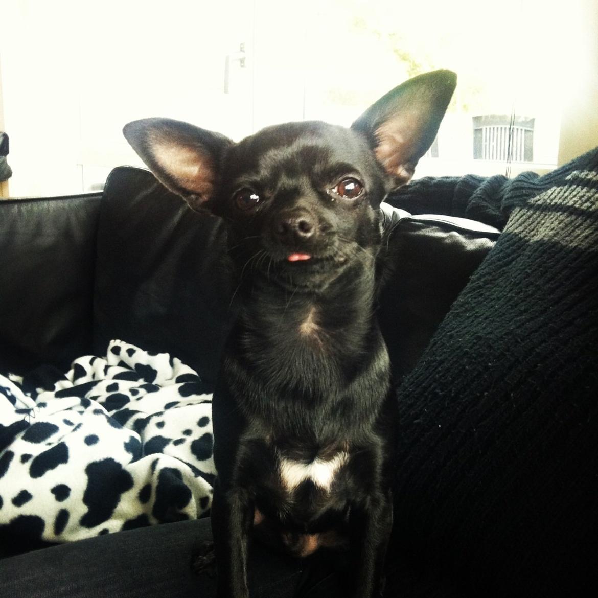 Chihuahua Gizmo billede 12