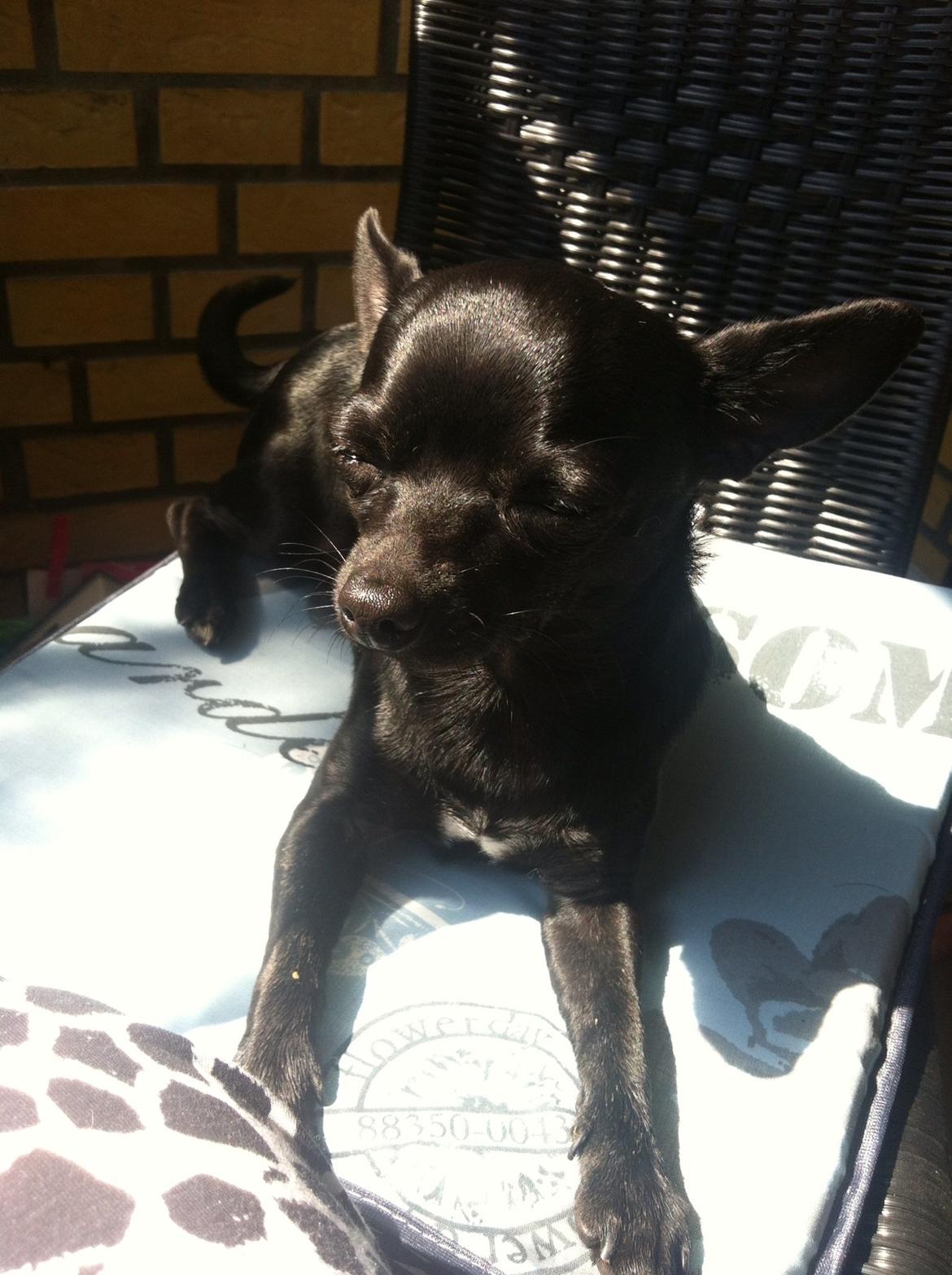 Chihuahua Gizmo billede 13