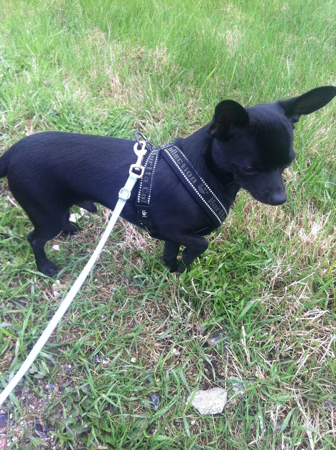 Chihuahua Gizmo billede 14