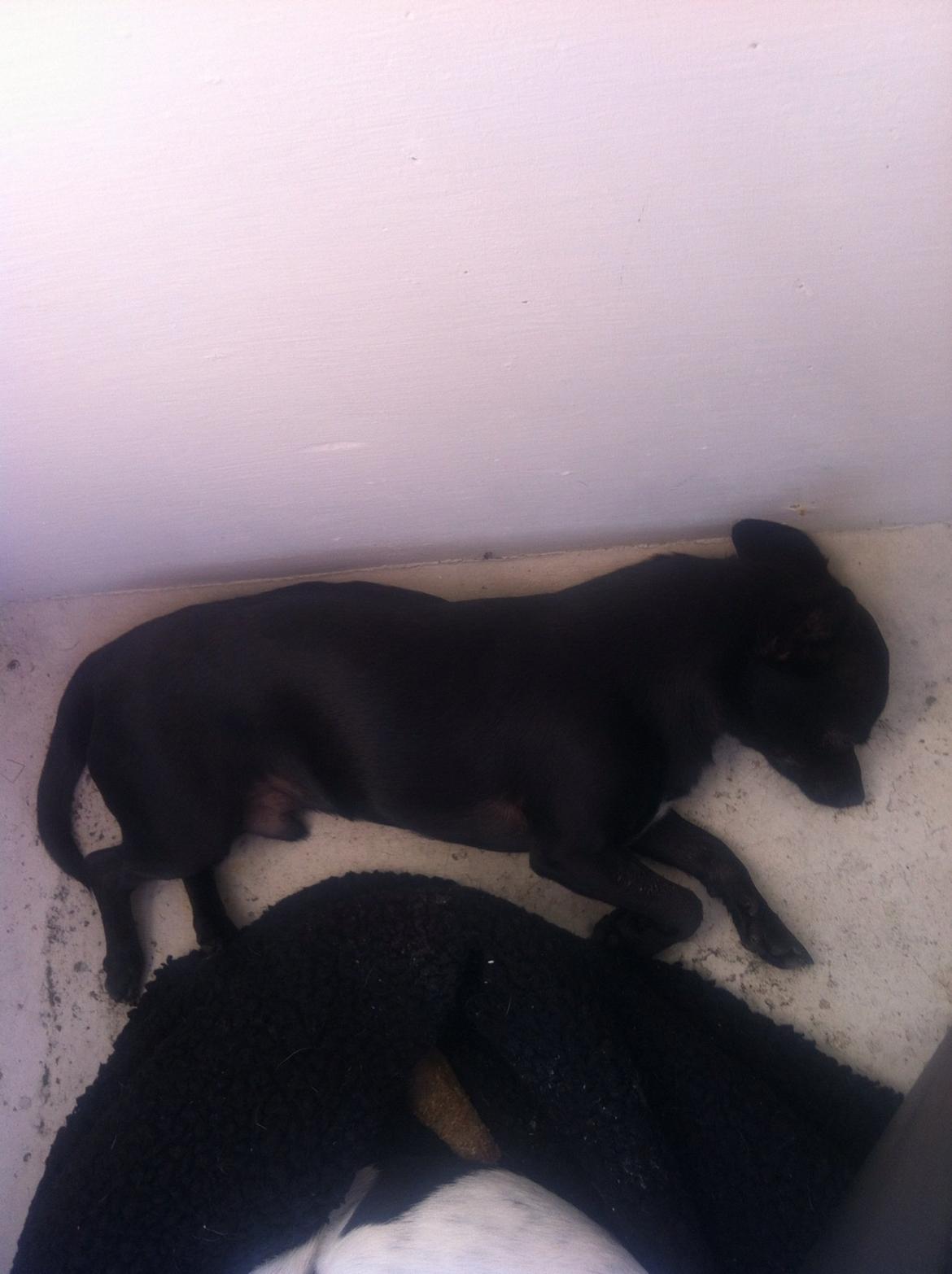 Chihuahua Gizmo billede 15