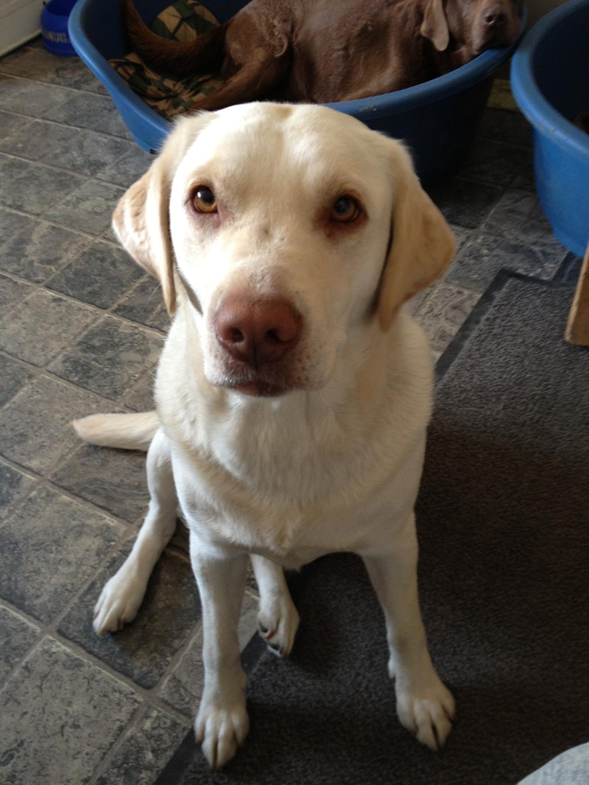 Labrador retriever Tulle <3 R.I.P ;( billede 15