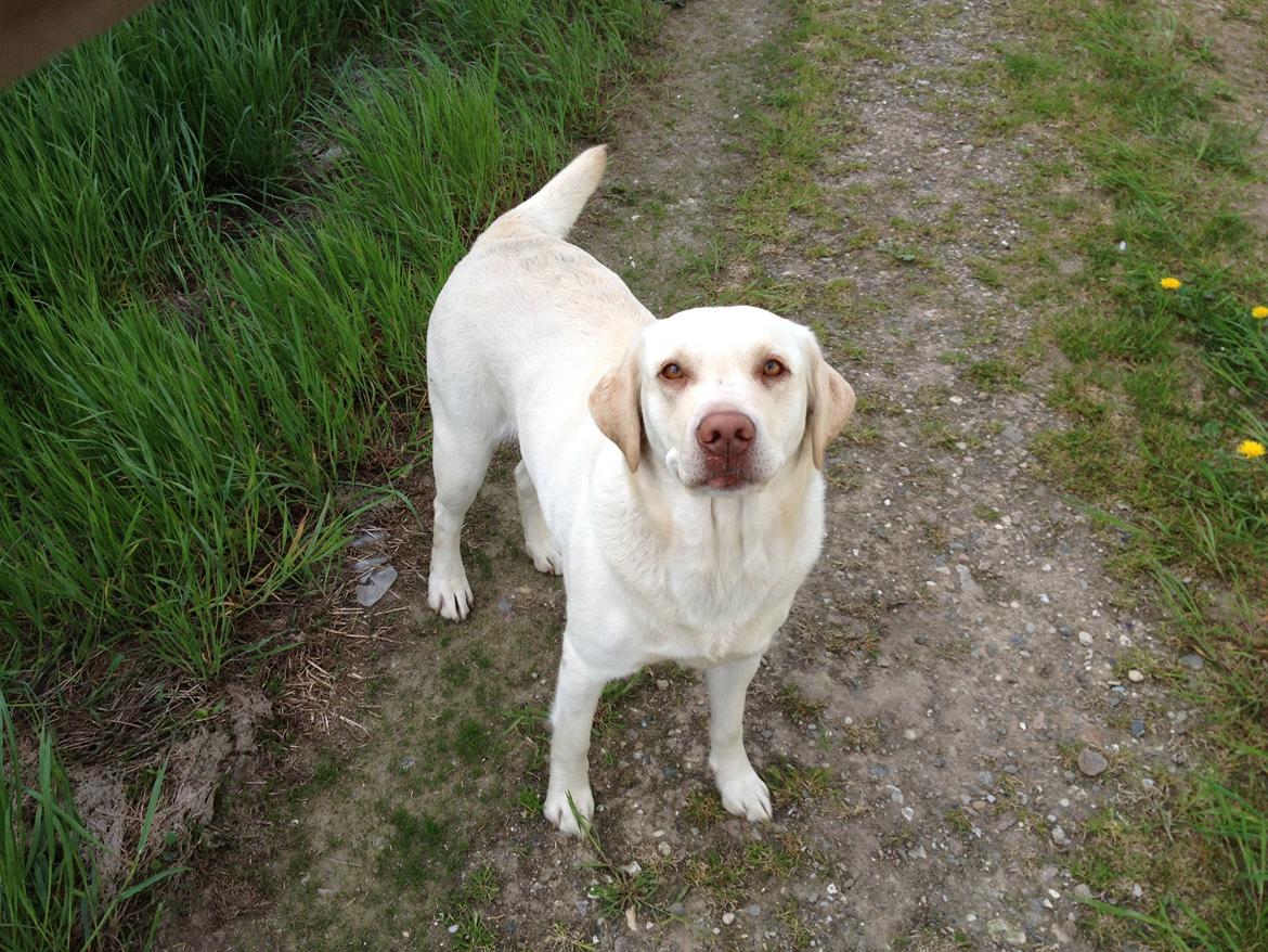 Labrador retriever Tulle <3 R.I.P ;( billede 16