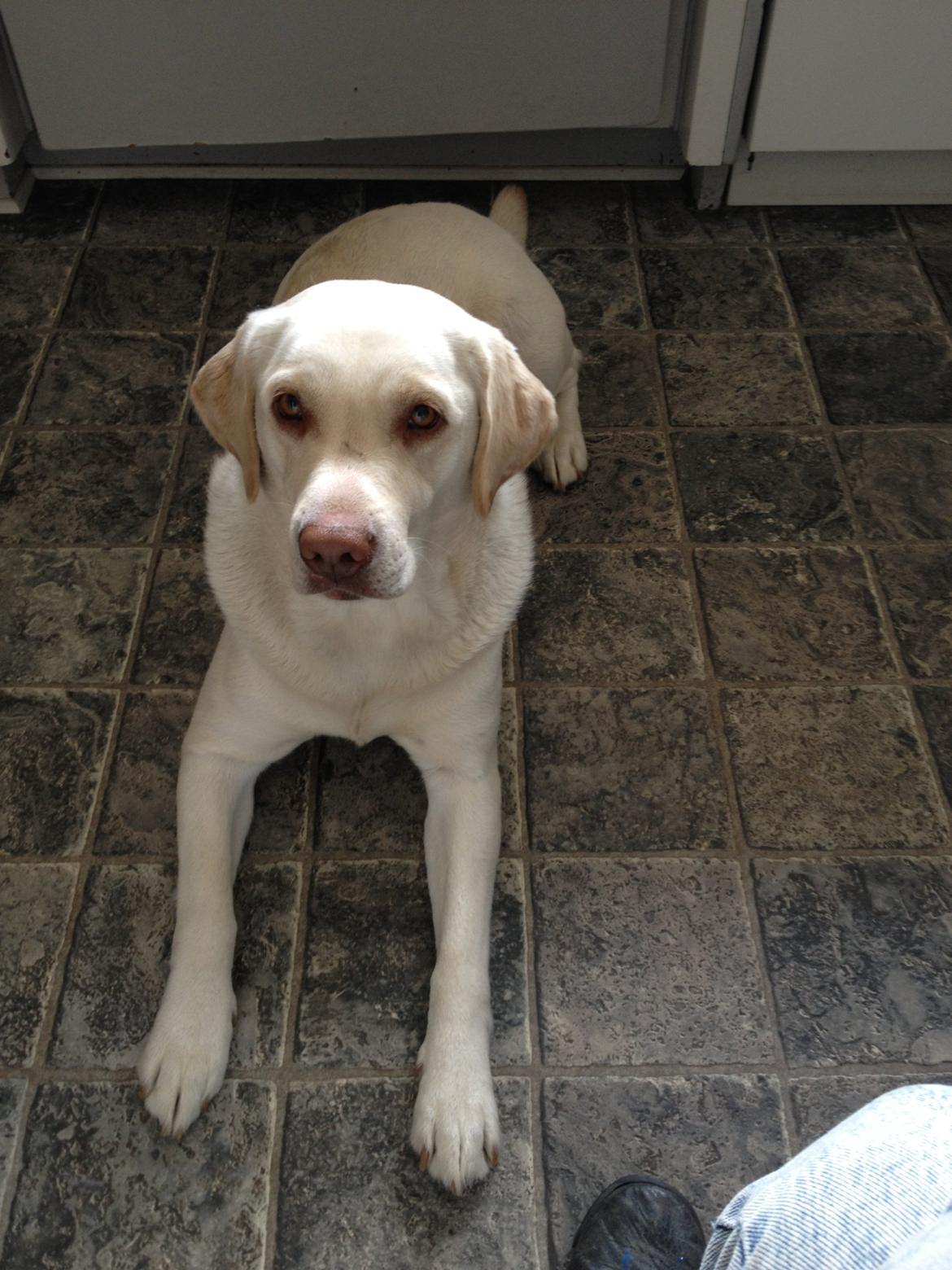 Labrador retriever Tulle <3 R.I.P ;( billede 17