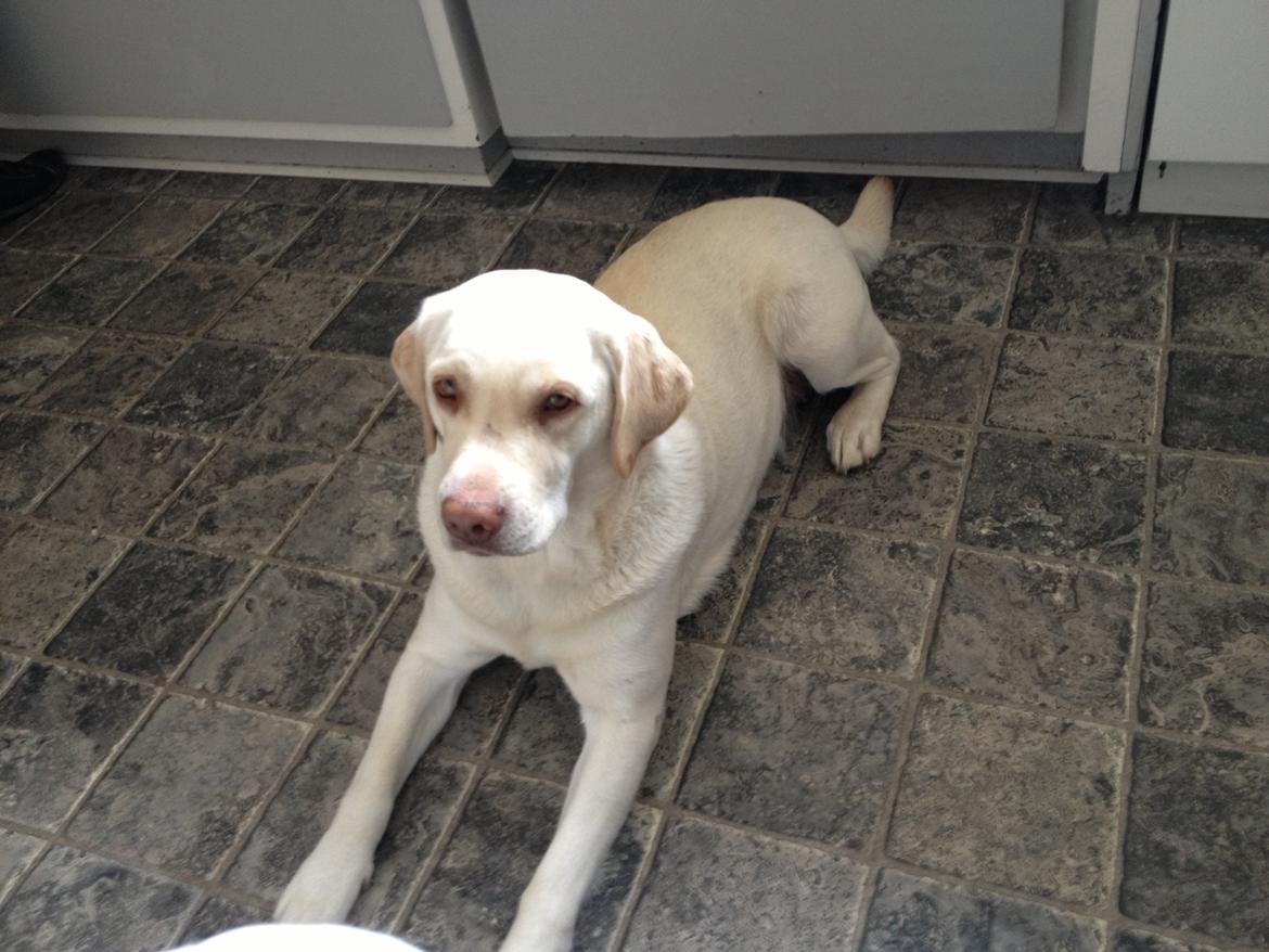 Labrador retriever Tulle <3 R.I.P ;( billede 18