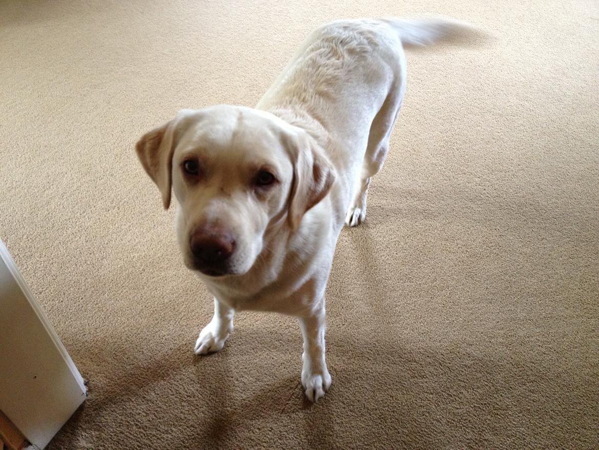 Labrador retriever Tulle <3 R.I.P ;( billede 19