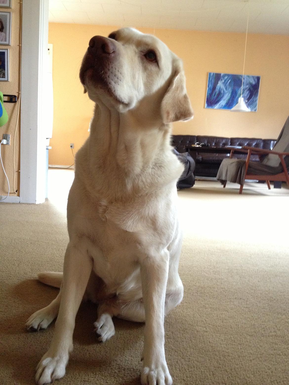 Labrador retriever Tulle <3 R.I.P ;( billede 20