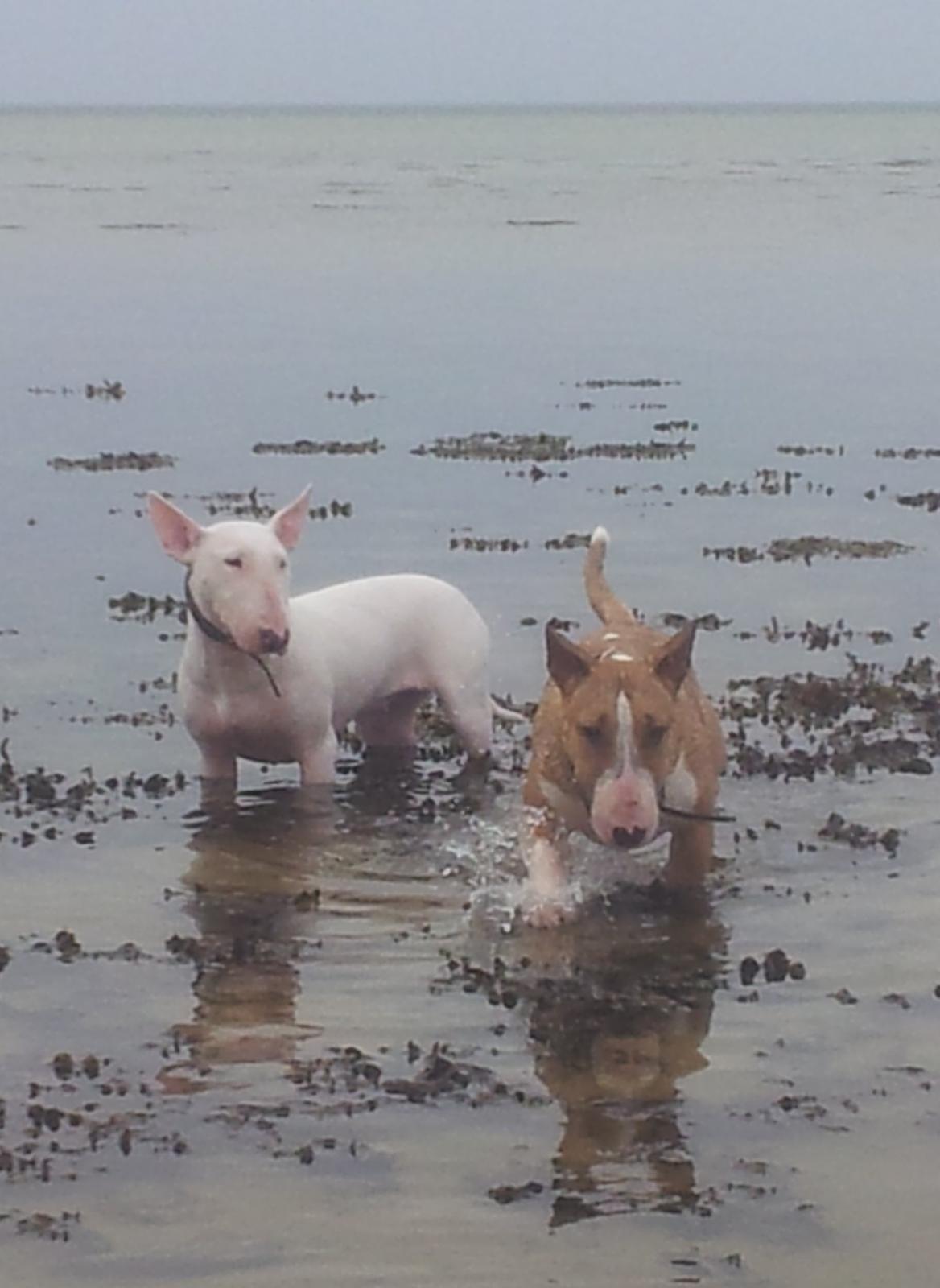 Bullterrier Zula (Steadfast Dangerous Game) billede 4