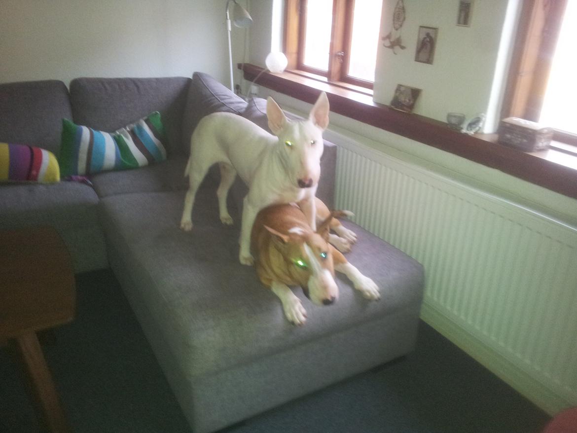 Bullterrier Little miss piggy (Magz) billede 10