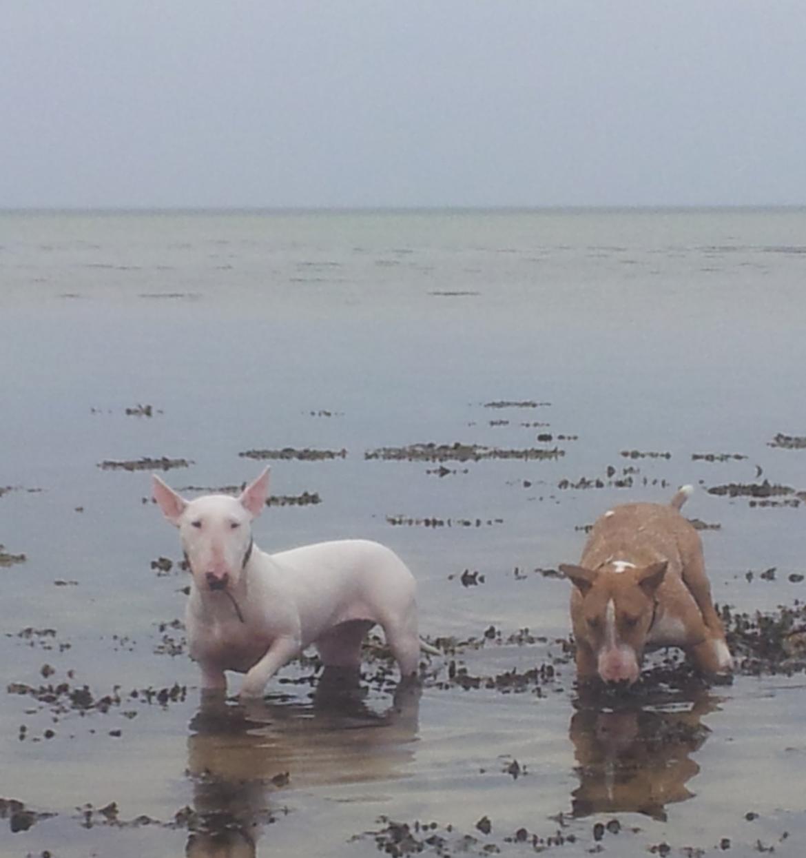 Bullterrier Little miss piggy (Magz) billede 12