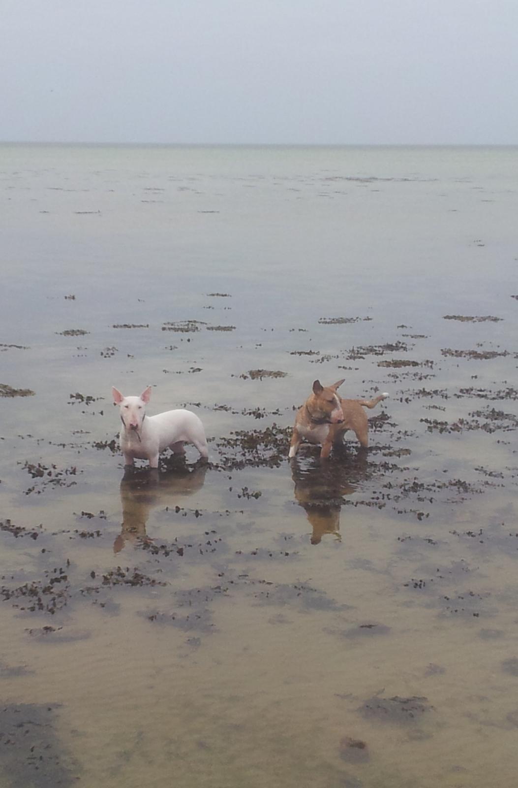 Bullterrier Little miss piggy (Magz) billede 13