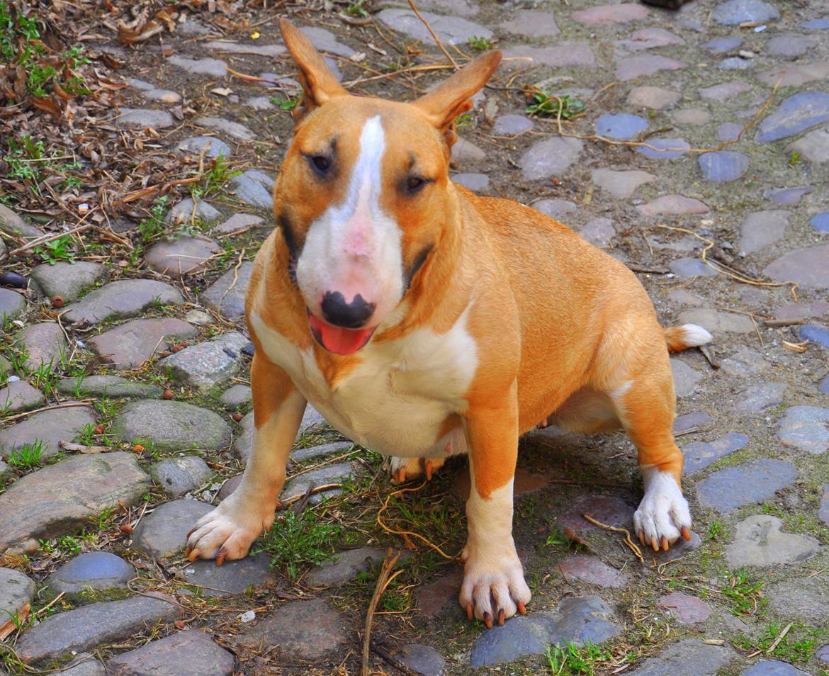 Bullterrier Zula (Steadfast Dangerous Game) billede 7
