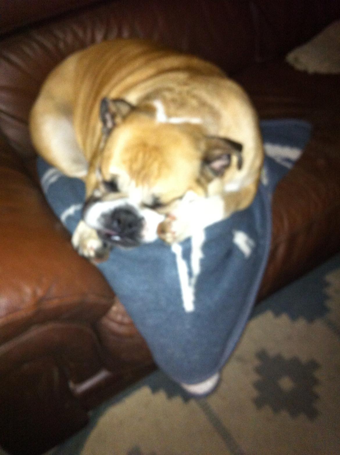 Engelsk bulldog Bella billede 3