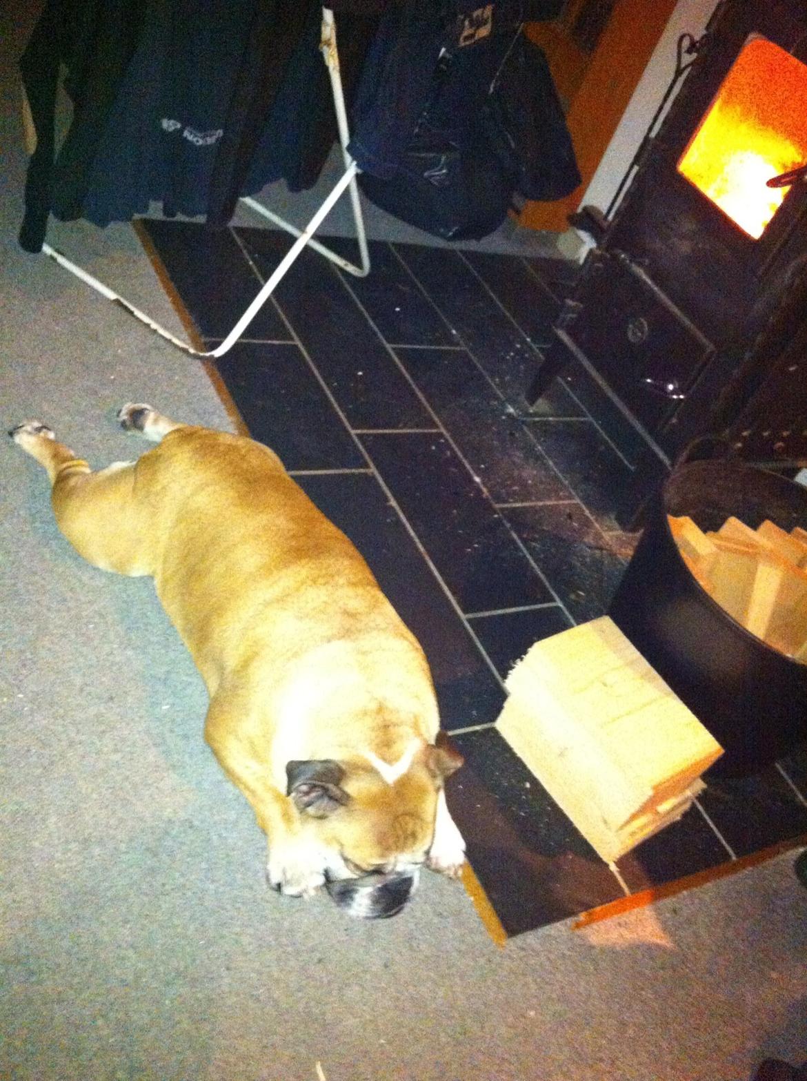 Engelsk bulldog Bella billede 4