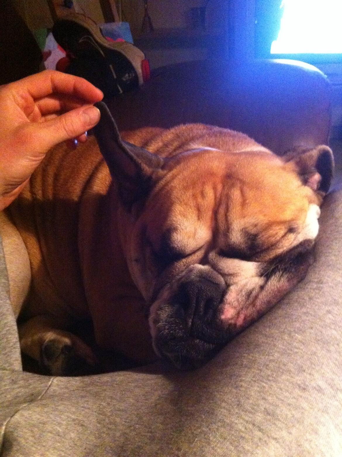 Engelsk bulldog Bella billede 5