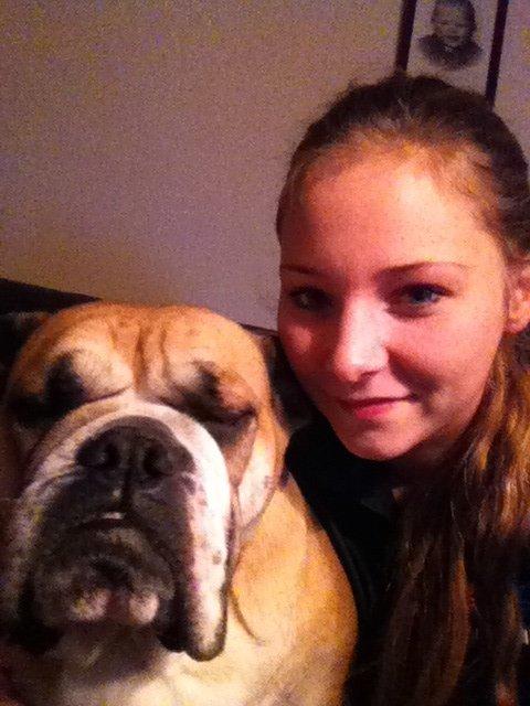 Engelsk bulldog Bella billede 6