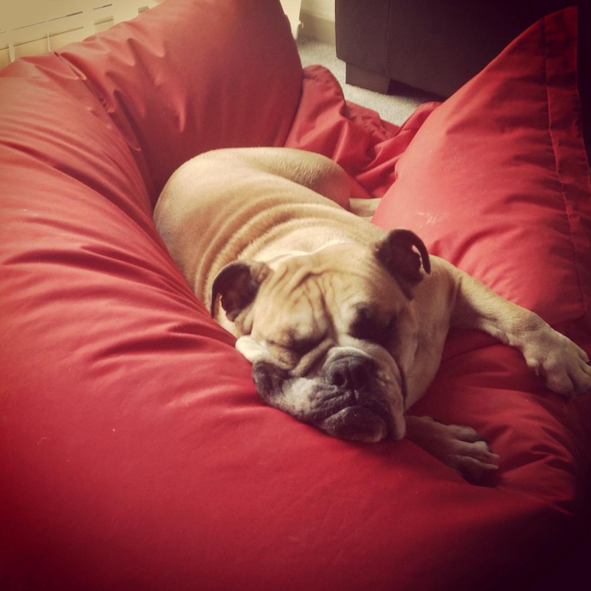 Engelsk bulldog Bella billede 8