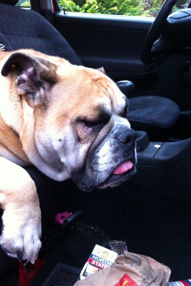 Engelsk bulldog Bella billede 9