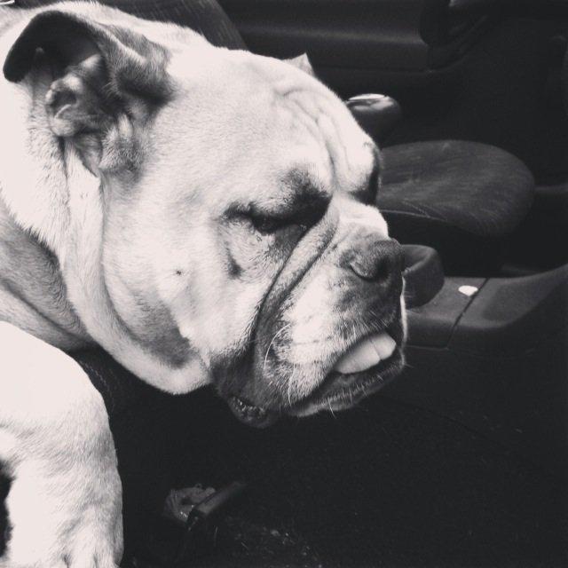 Engelsk bulldog Bella billede 10