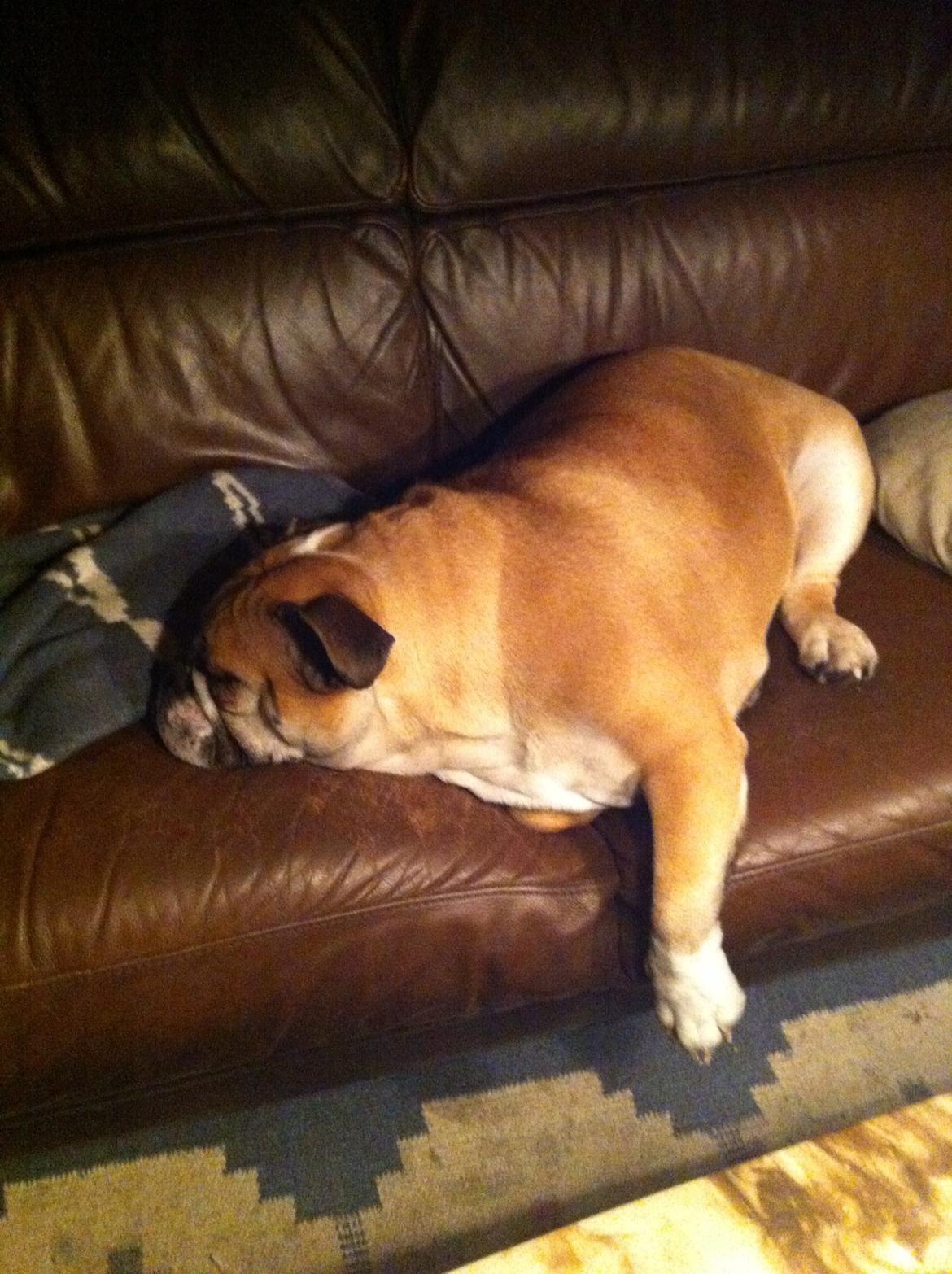 Engelsk bulldog Bella billede 12