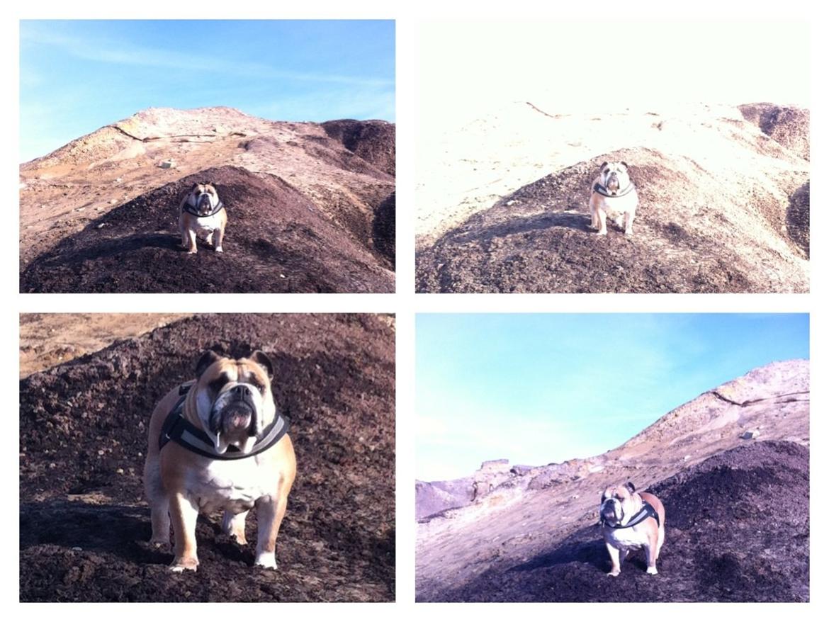 Engelsk bulldog Bella billede 13