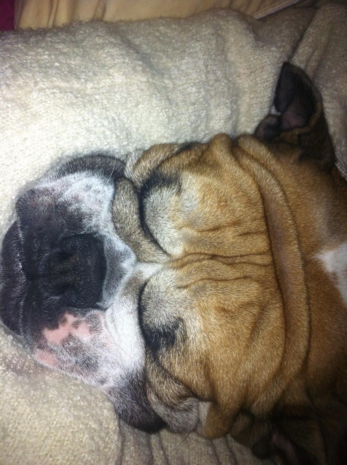 Engelsk bulldog Bella billede 14