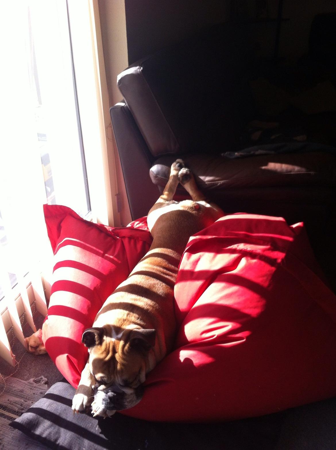 Engelsk bulldog Bella billede 16