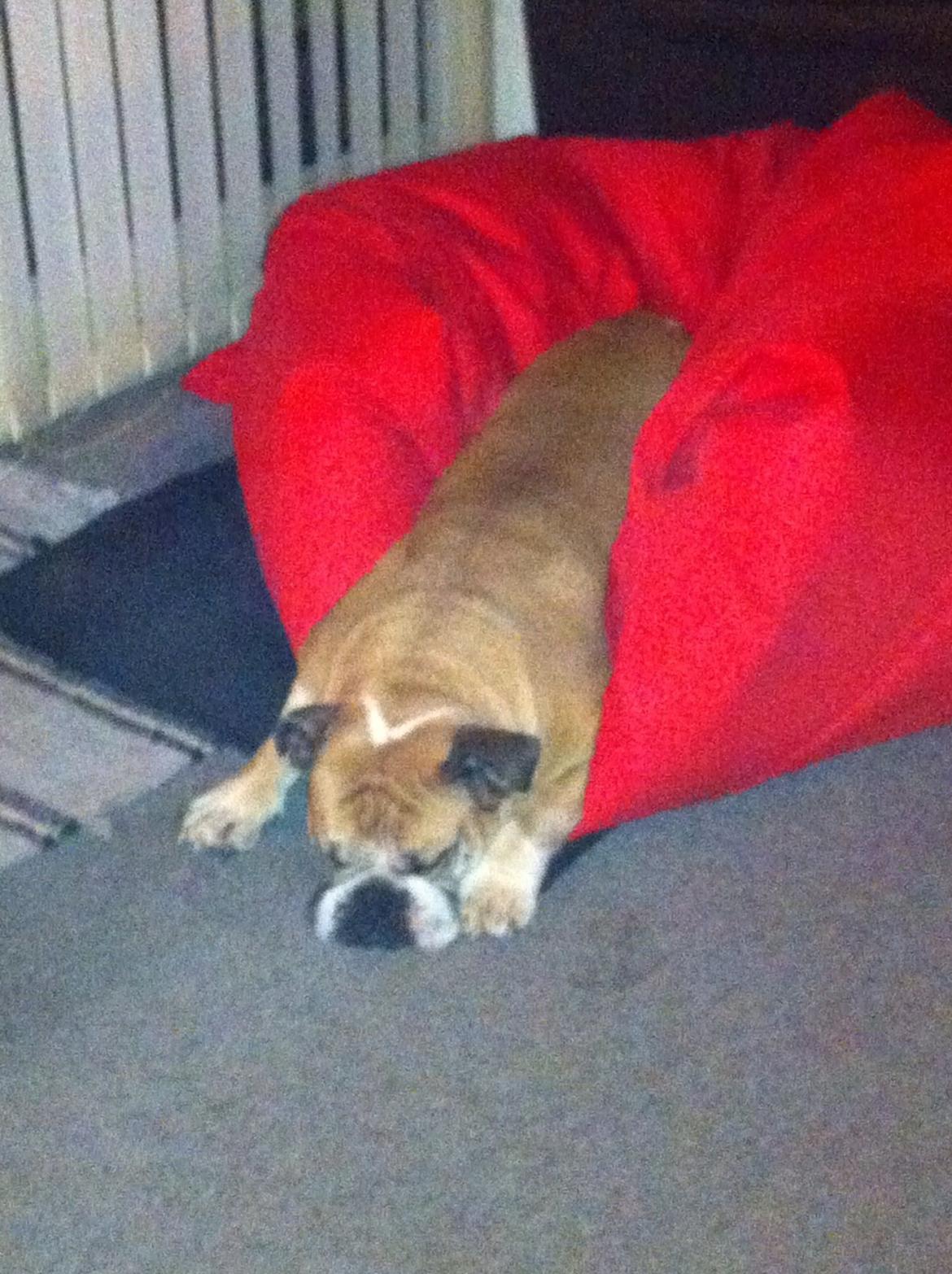 Engelsk bulldog Bella billede 17