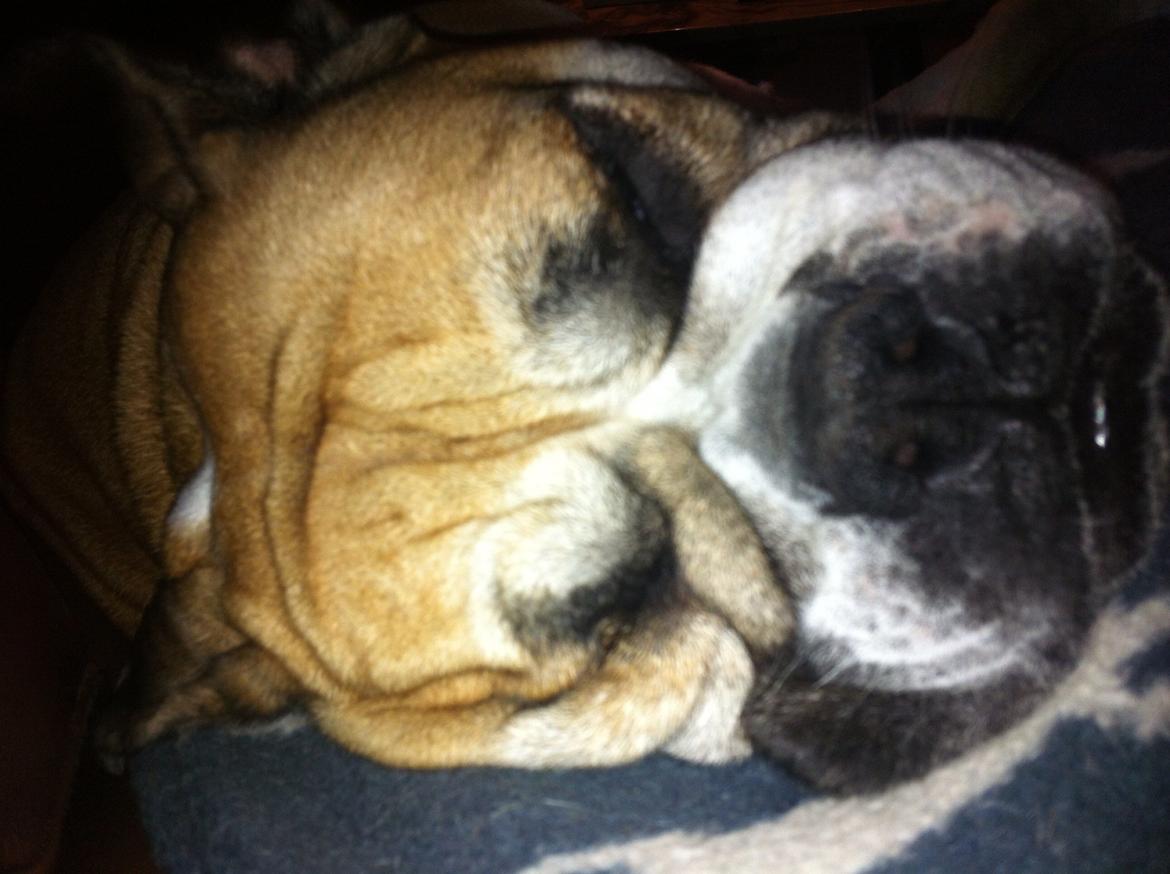 Engelsk bulldog Bella billede 18