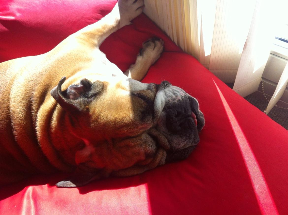 Engelsk bulldog Bella billede 19