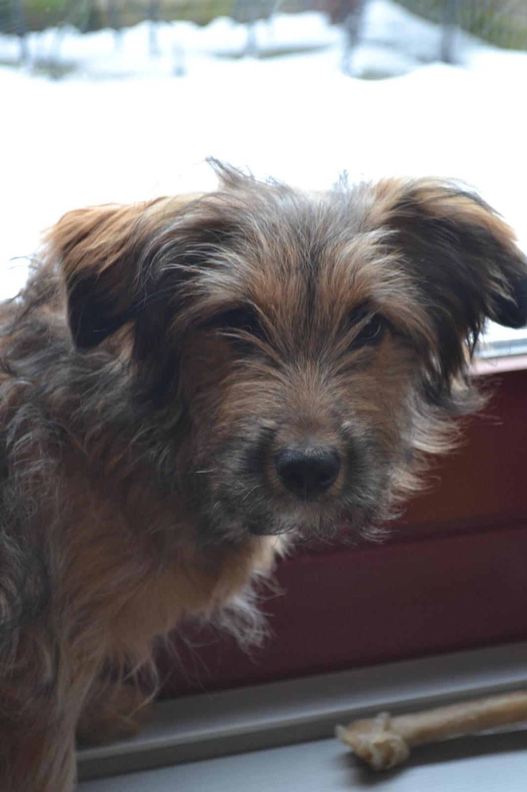 Blanding af racer Chewbacca (Chewie) billede 1