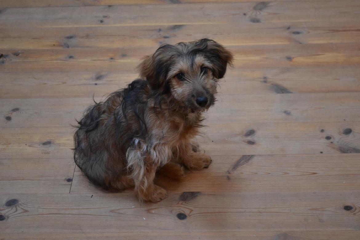 Blanding af racer Chewbacca (Chewie) - Chewie, 4 måneder gammel! :) billede 2