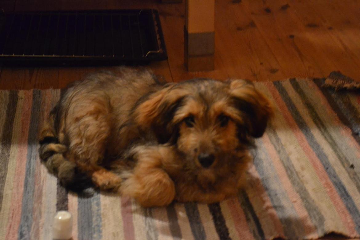 Blanding af racer Chewbacca (Chewie) billede 3