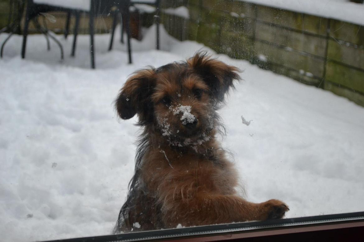 Blanding af racer Chewbacca (Chewie) billede 4