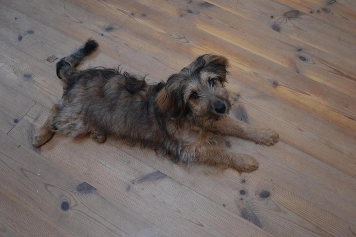 Blanding af racer Chewbacca (Chewie) billede 5