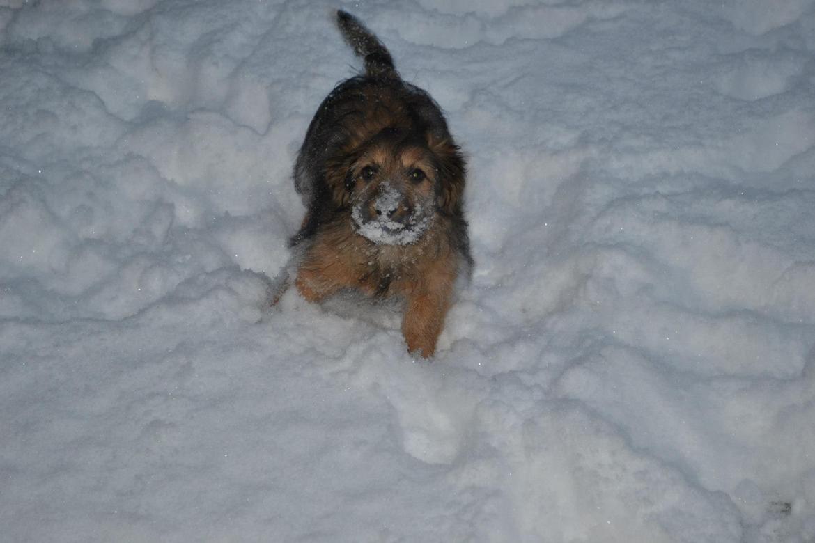 Blanding af racer Chewbacca (Chewie) billede 6